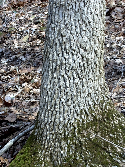 {Fraxinus quadrangulata}